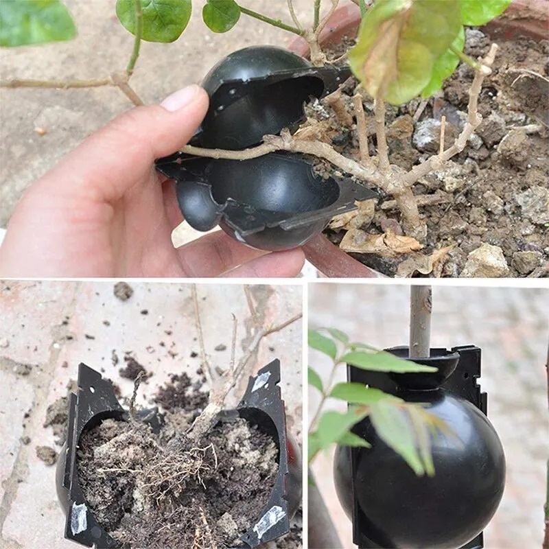 10Pcs Plant Rooting Equipment  - огляд і ціна Plant Growth Regulator