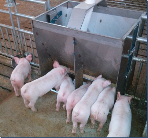 Stainless Steel Double Side Fe - огляд і ціна Agriculture Farming And Livestock