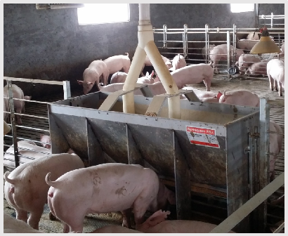 Stainless Steel Double Side Fe - огляд і ціна Agriculture Farming And Livestock